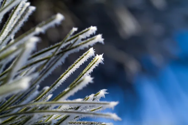 Zweige von Kiefern überzogen Frost — Stockfoto