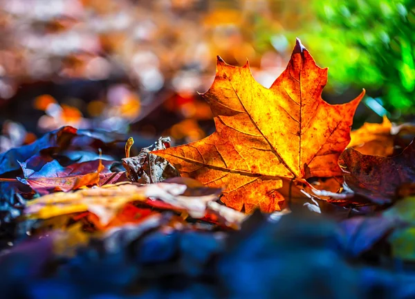 Herbstblätter in Herbstfarben und Lichtern — Stockfoto