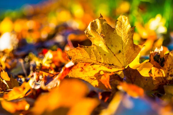 Feuilles d'automne aux couleurs et lumières automnales . — Photo