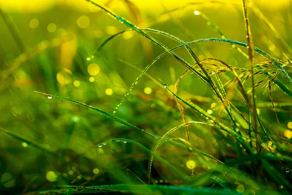 Morning grass after rain in the morning sun backlit. — Stock Photo, Image
