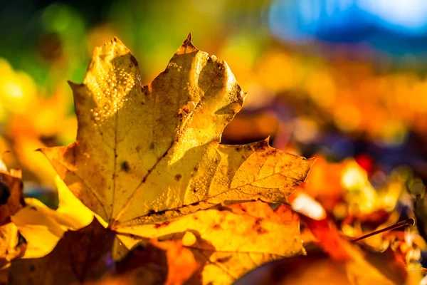 Folhas de outono em cores e luzes de outono . — Fotografia de Stock