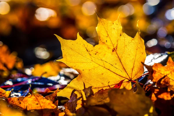 Herbstblätter in Herbstfarben und Lichtern. — Stockfoto