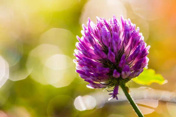 Purple clover flower with dew drops in the morning light — Stock Photo, Image