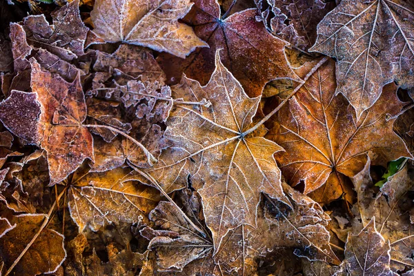 Frozen autumn frost cold morning ice maple leaves — Stock Photo, Image