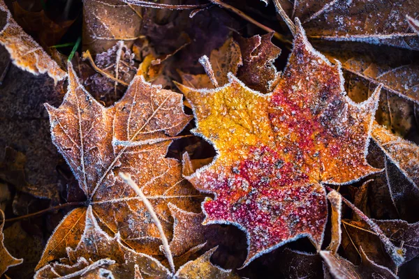 Frozen otoño helada fría mañana hielo hojas de arce —  Fotos de Stock