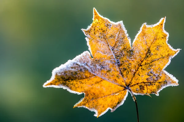 Feuilles d'érable glacées congelées d'automne gelées le matin froid — Photo