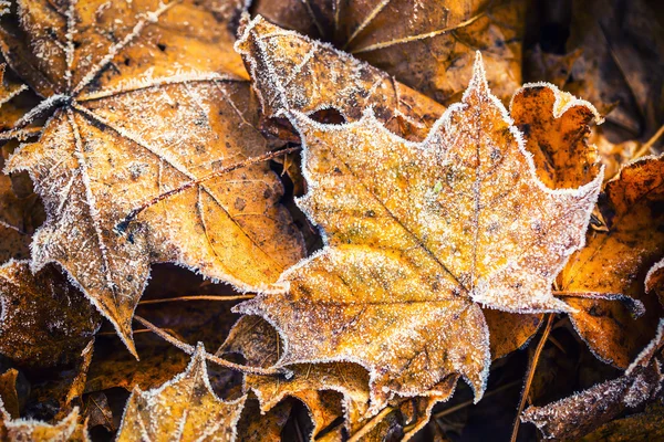 Gefrorener Herbstfrost kalter Morgen Eis Ahorn Blätter — Stockfoto