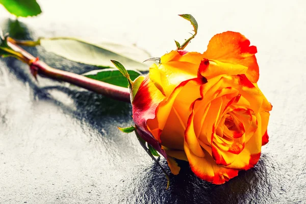 Rosa naranja. Rosa amarilla. Varias rosas de color naranja sobre fondo de granito —  Fotos de Stock