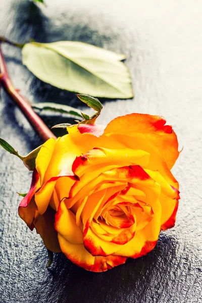 Orange rose. Yellow rose. Several orange roses on Granite background — Stock Photo, Image