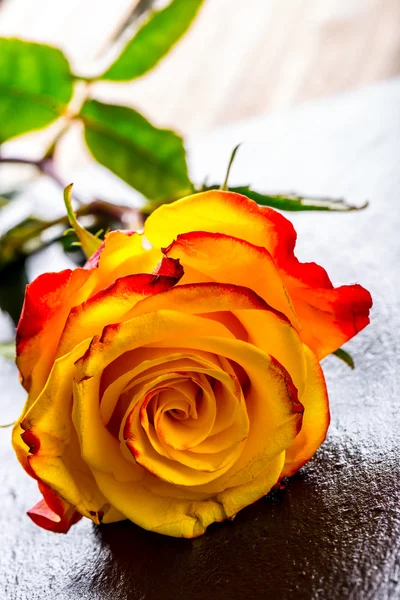 Orange rose. Yellow rose. Several orange roses on Granite background — Stock Photo, Image