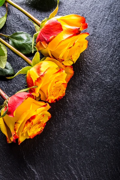 Oransje rose. Gul rose. Flere oransje roser på granittbakgrunn – stockfoto