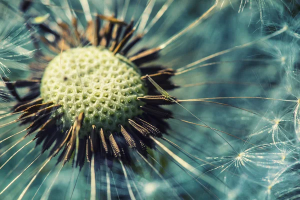 Dandelion — Stock Photo, Image