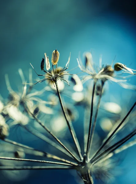 Dried out plant chervil forest in autumn lights colors and macro shots. — Stock Photo, Image