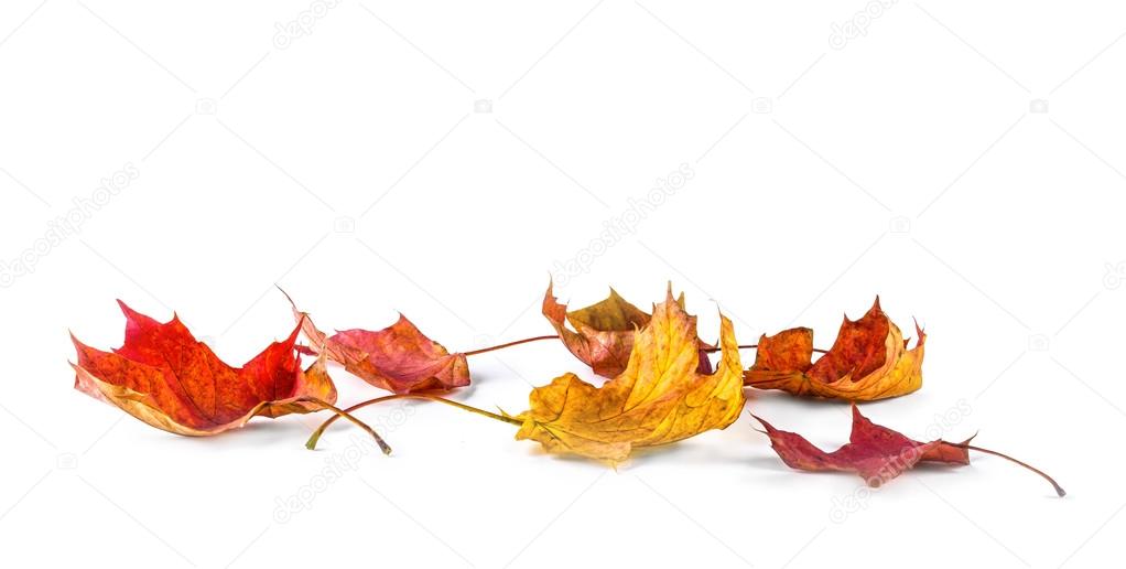 Autum Background with colorful fall leaves falling down from tre