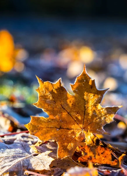 Hojas de otoño congeladas. Hojas de otoño en colores y luces de otoño . — Foto de Stock