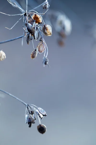 Sonbahar renkleri. Bitki Frenk maydanozu ormanında sonbahar ışık renkleri ve makro çekim dışarı kurutulmuş. Gün batımı çayır arka plan — Stok fotoğraf