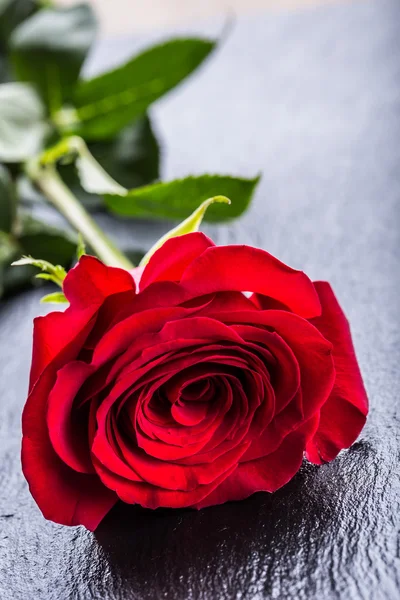 ¡Rose! Rosas rojas. Ramo de rosas rojas. Varias rosas sobre fondo de granito. San Valentín, fondo del día de la boda. pétalos de rosa y corazones cajas de regalo de San Valentín. San Valentín y frontera nupcial. Aguas gotas sobre rosas pétalos —  Fotos de Stock