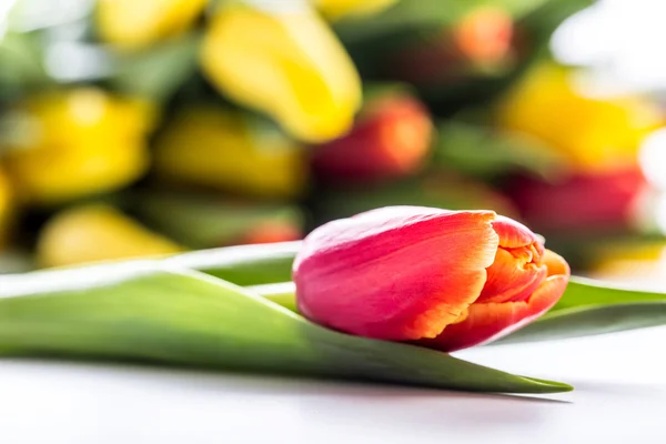 Veselé velikonoce. Tulipány barevné jarní a velikonoční vajíčka. Jarní a velikonoční dekorace. — Stock fotografie