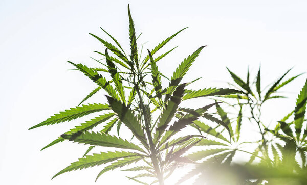 Ярко освещенные заросли конопли растений на белом фоне. Селективный фокус.