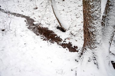 Nehir karla kaplı ağaçlar arasında akar. Seçici odaklanma. Kış manzarası.