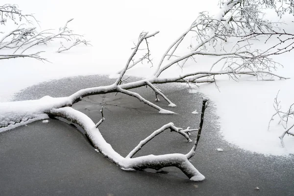 Snow Covered Tree Lies Water Frozen Lake Winter Landscape — स्टॉक फोटो, इमेज