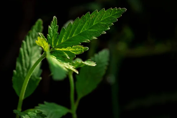 Uma Planta Jovem Cannabis Alcança Luz Solar Fundo Natural Escuro — Fotografia de Stock