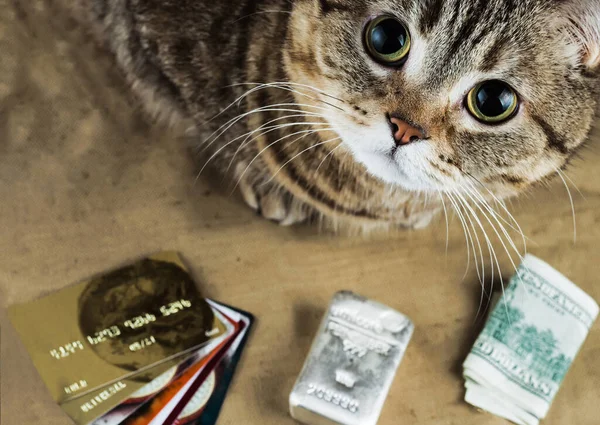 Een Rijke Kat Een Kat Buurt Van Dollars Plastic Kaarten — Stockfoto