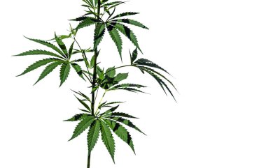 Beyaz arka planda izole edilmiş parlak kenevir bitkileri çalılıkları. 