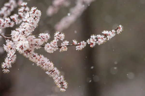 Flocos Neve Voam Perto Dos Ramos Florescentes Damasco Foco Seletivo — Fotografia de Stock