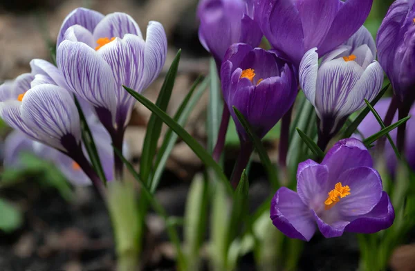 Krokusy Kwitną Wczesną Wiosną Naturalnym Tle Skupienie Selektywne — Zdjęcie stockowe