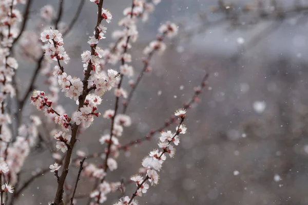 Сніжинки Летять Поблизу Квітучих Гілок Абрикосового Дерева Вибірковий Фокус — стокове фото