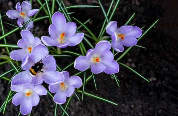 Bumblebee Recoge Polen Los Azafranes Principios Primavera Sobre Fondo Natural — Foto de Stock