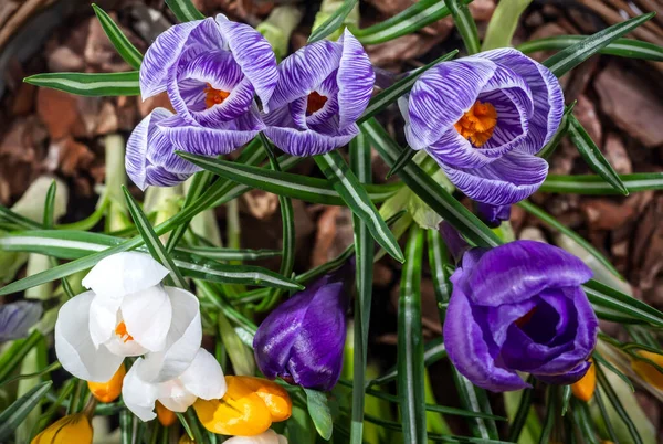 Krokusse Blühen Zeitigen Frühling Auf Einem Verschwommenen Natürlichen Hintergrund Selektiver — Stockfoto
