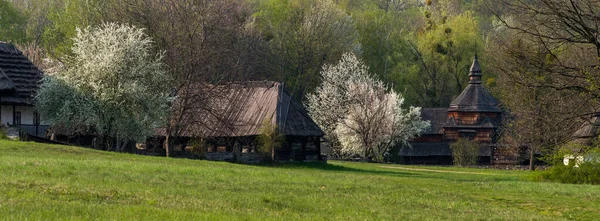 Pirogovo Kijów Ukraina Kwietnia 2019 Łąka Kwitnącymi Drzewami Owocowymi Tle — Zdjęcie stockowe