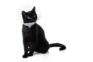Koruyucu veteriner tasmalı genç siyah kedi. Beyaz arkaplanda izole.