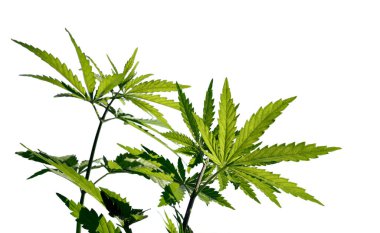 Kenevir bitkileri beyaz bir arka planda izole edilmiştir. Seçici odaklanma. Esrar yapraklarının dokusu.