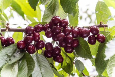 Ağaç dalında olgun kırmızı kiraz hasadı. Seçici odak.