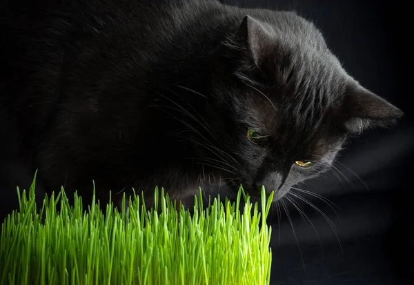 Gras Voor Katten Zwart Kat Snuiven Jong Gras Een Donkere — Stockfoto