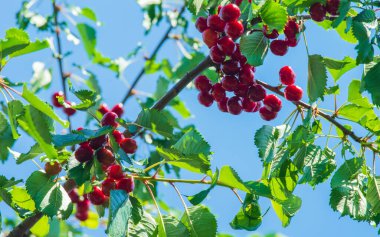 Mavi gökyüzünün arka planında bir dal üzerinde olgun kırmızı kirazlar. Seçici odak.