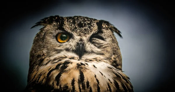 The horned owl with one open eye. On a grey background.