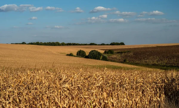 Сухое Кукурузное Поле Перед Сбором Летний Сельскохозяйственный Пейзаж — стоковое фото