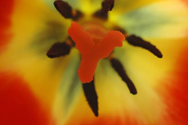 Das Innere Einer Roten Tulpe Makrofoto Selektiver Fokus — Stockfoto