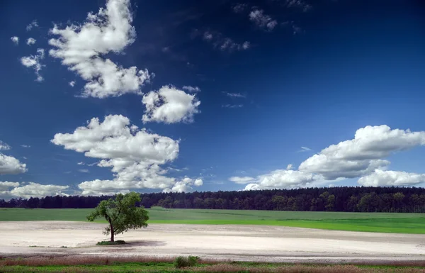 Osamělý Strom Uprostřed Pole Pozadí Lesa Modré Oblohy Mraky — Stock fotografie