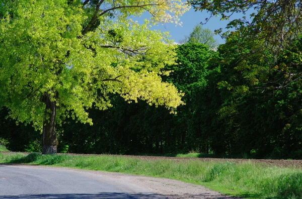 Stromy Zelenými Listy Jasně Osvětlenými Sluncem Silnice — Stock fotografie