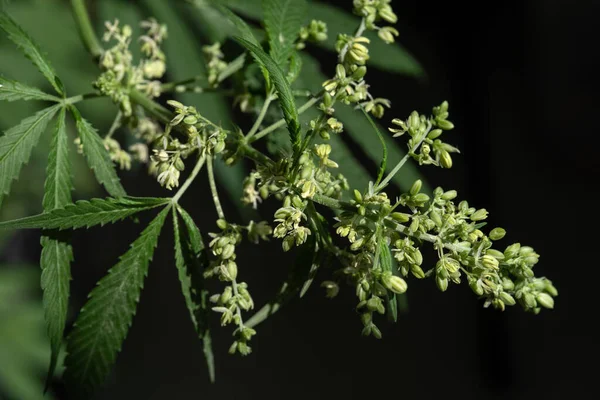 Top Flowering Cannabis Plant Dark Background Selective Focus — Stock Photo, Image