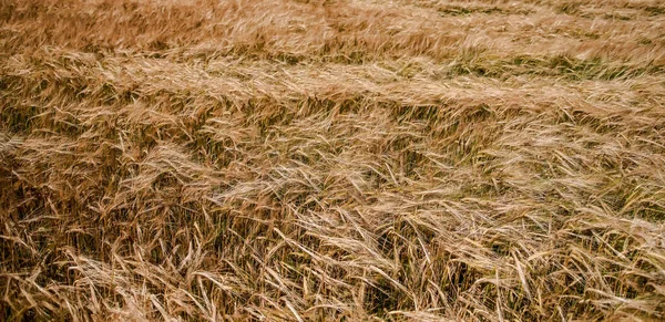 밭에서 밭에서 퍼뜨림 Panoramic Photo — 스톡 사진
