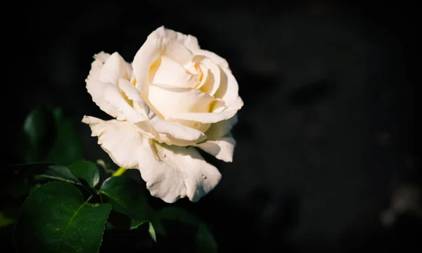 Cream Rose Water Drops Blurry Dark Natural Background — Stock Photo, Image