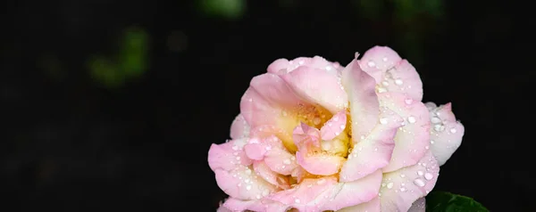 Fioritura Rosa Spruzzi Acqua Uno Sfondo Naturale Scuro — Foto Stock