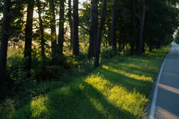 Úbočí Asfaltové Cesty Zarostlé Trávou Slunce Svítí Mezi Stromy — Stock fotografie