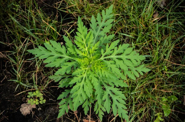 Una Planta Ambrosía Joven Crece Entre Hierba Enfoque Selectivo — Foto de Stock